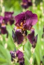 Iris, Kasatik, Cockerel. iris blooms. Closeup of Iris.ÃÂ 